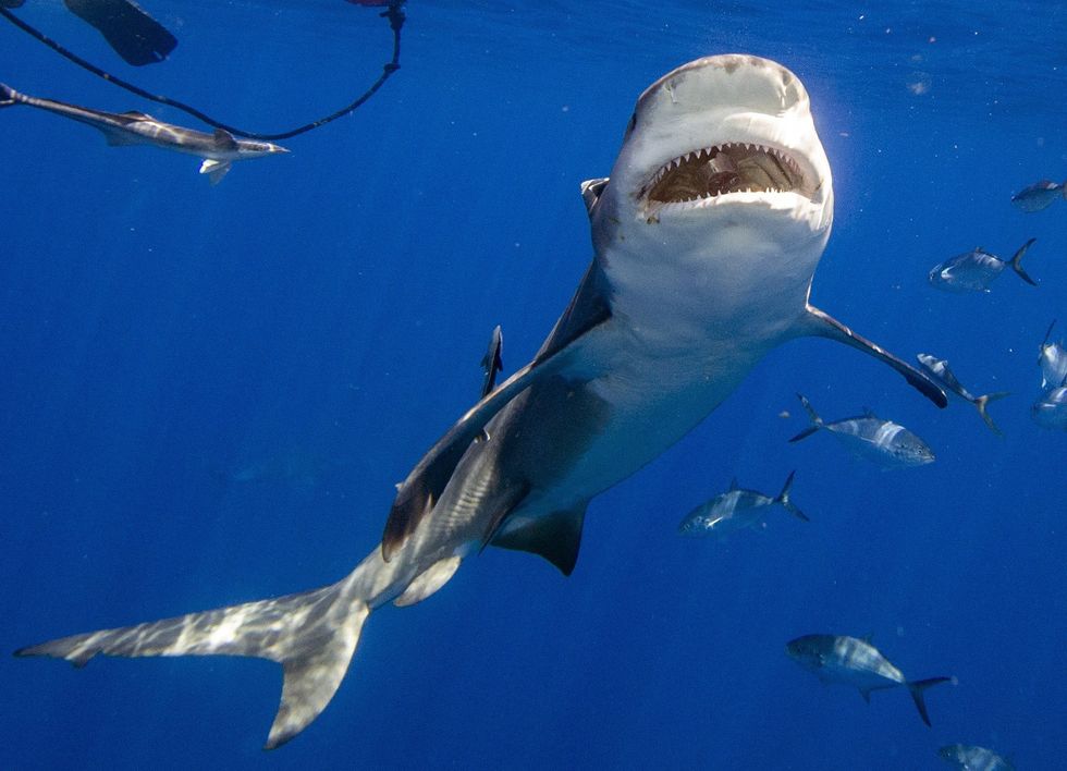 Bull shark