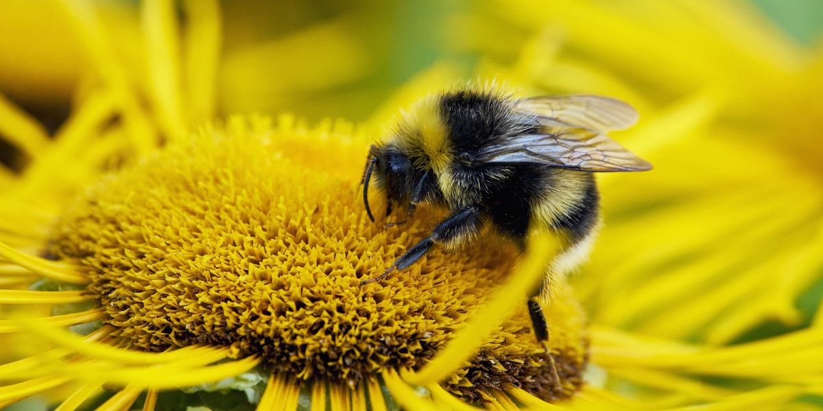UK heatwaves threaten bumblebees as population declines each year due to intense heat