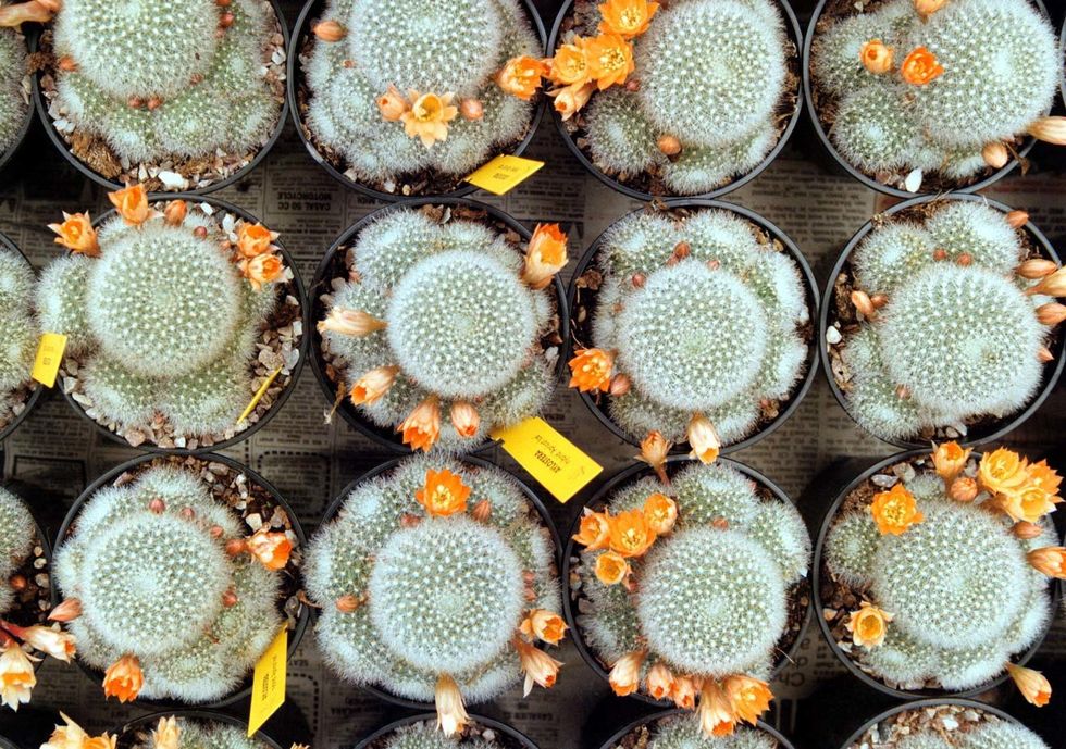 Cacti on table