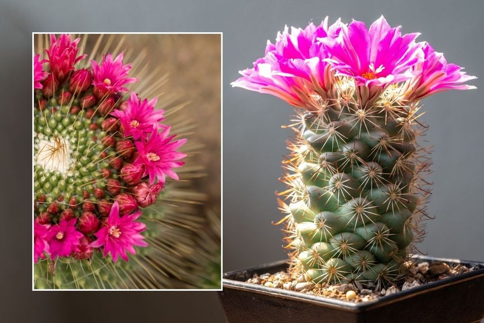 Cactus stock images