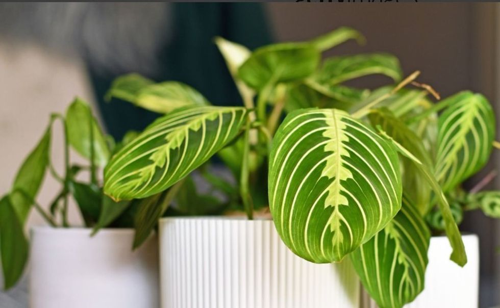 Calathea