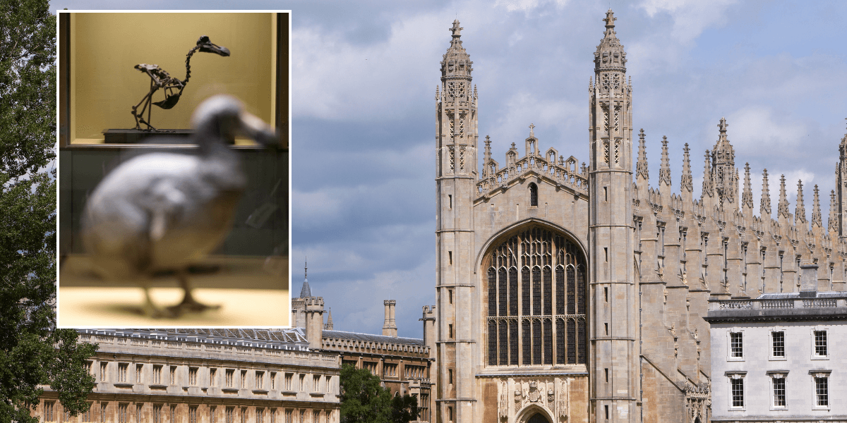 University of Cambridge looking for students to 'decolonise dodos and tigers'