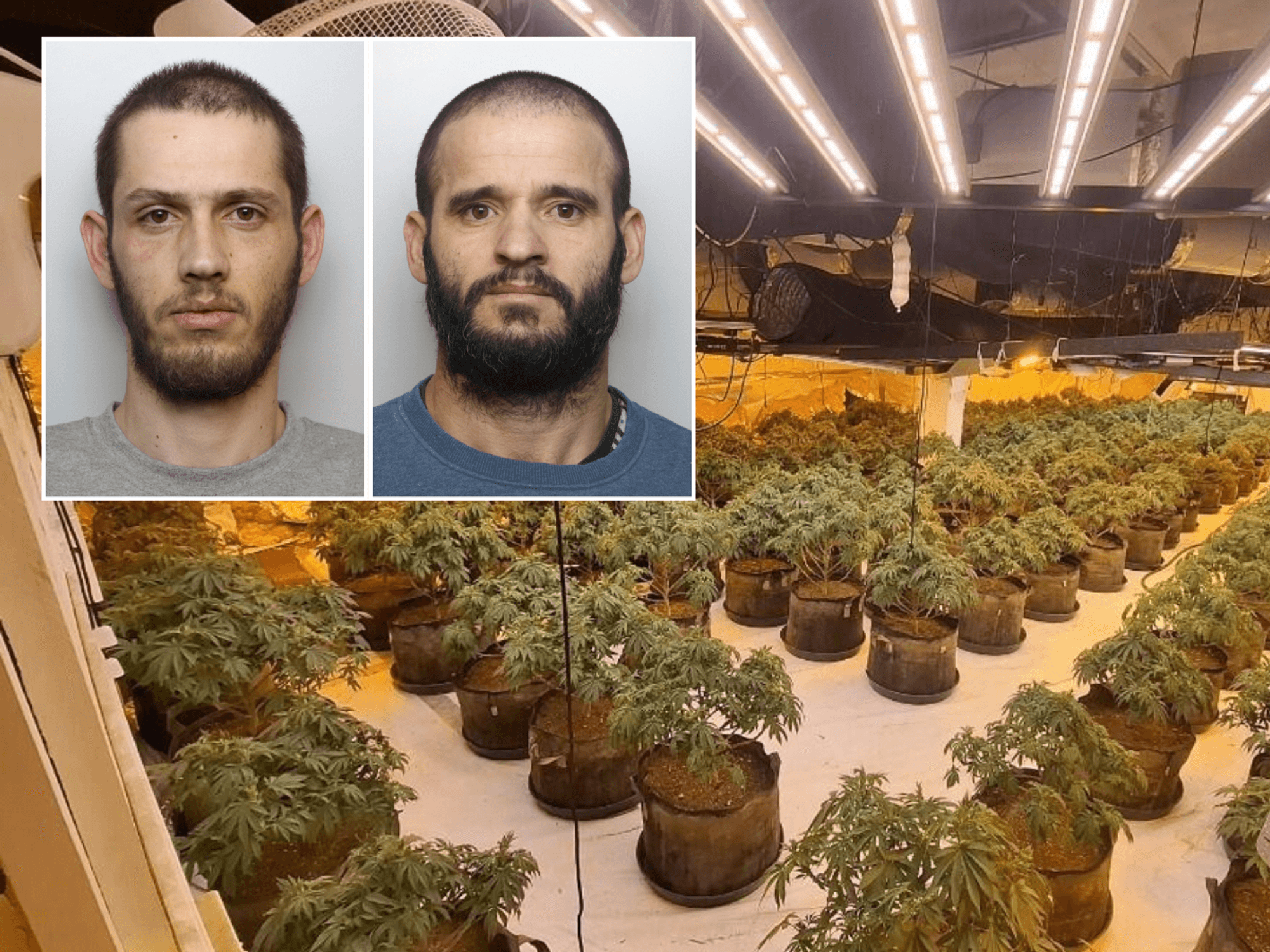 Cannabis farm