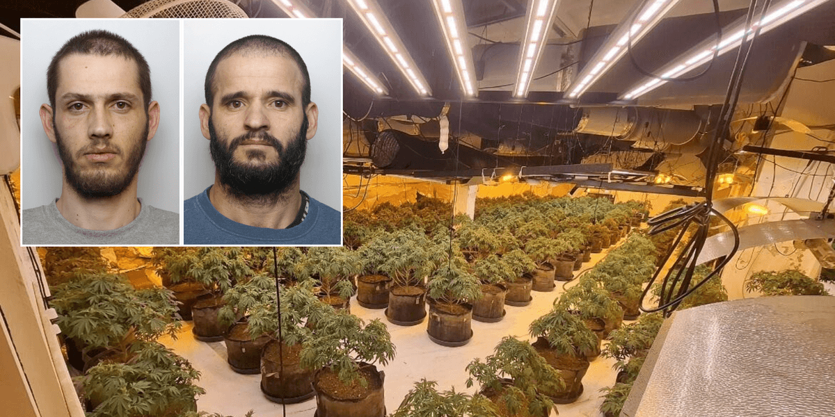 British Home Stores branch converted into £1.3 million cannabis farm