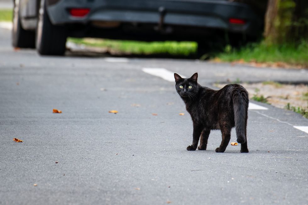 Cat on the road