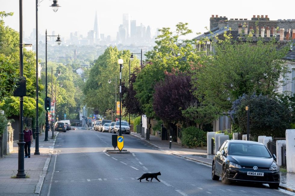 Cat on the road