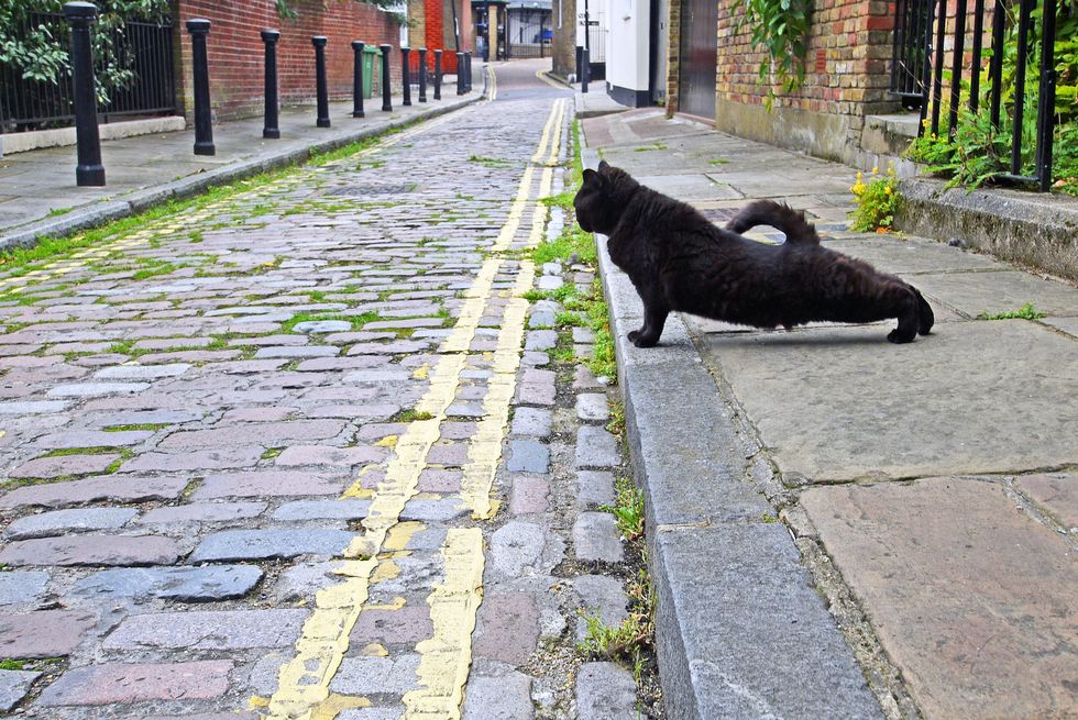 Cat on the road