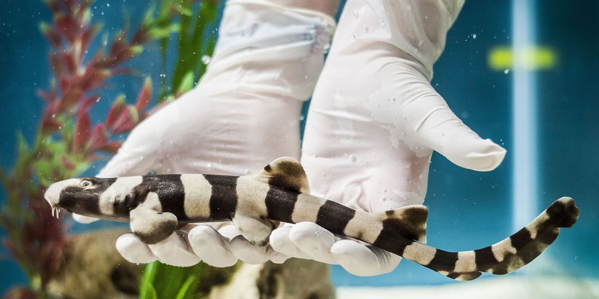 Widely found maritime species in British seas moving into deeper waters