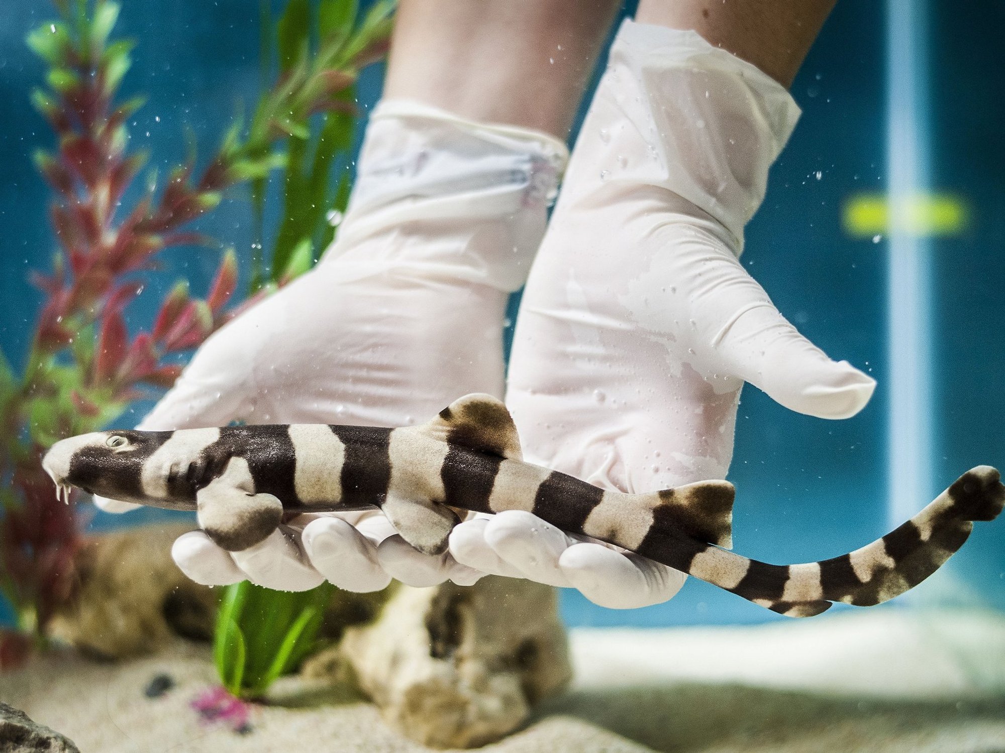 Catshark