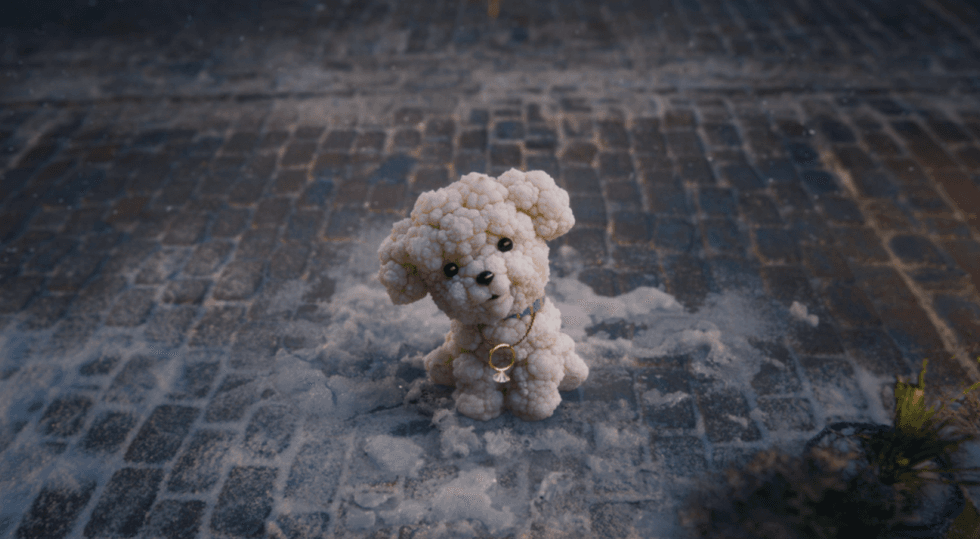 Caulidog wearing a diamond ring on his collar