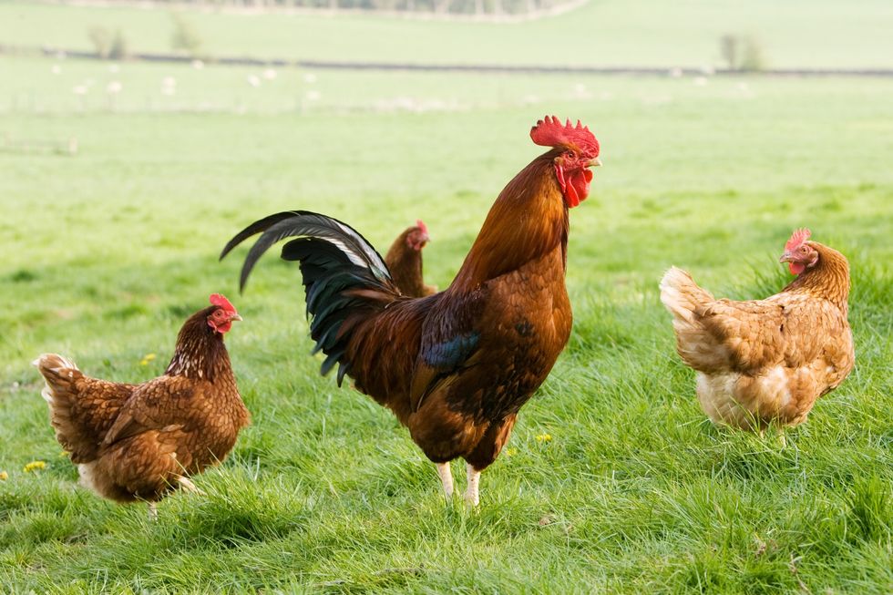 Chickens/Cockerel
