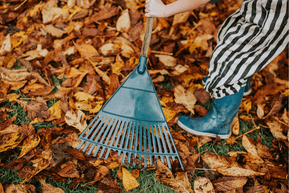 Child raking up autumn leaves