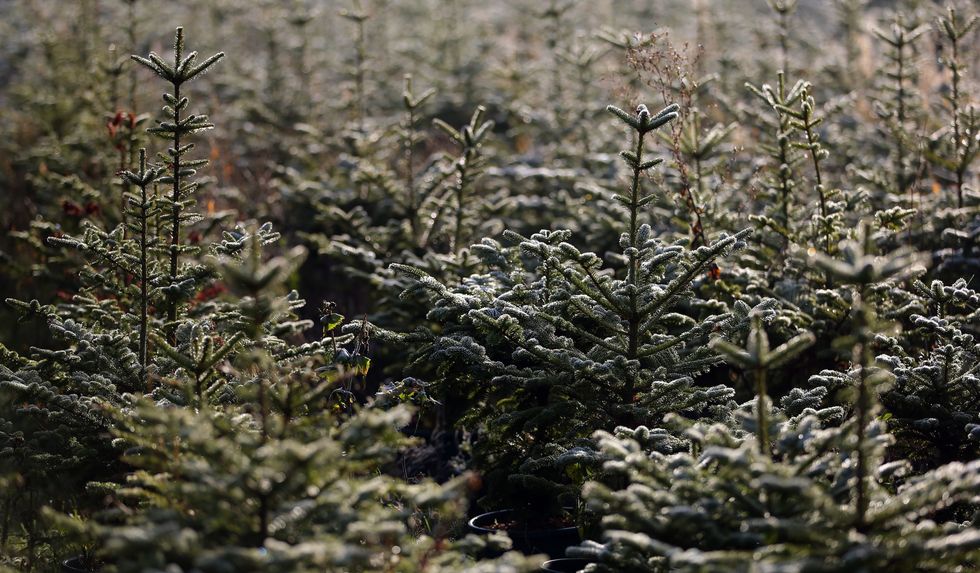 Christmas trees