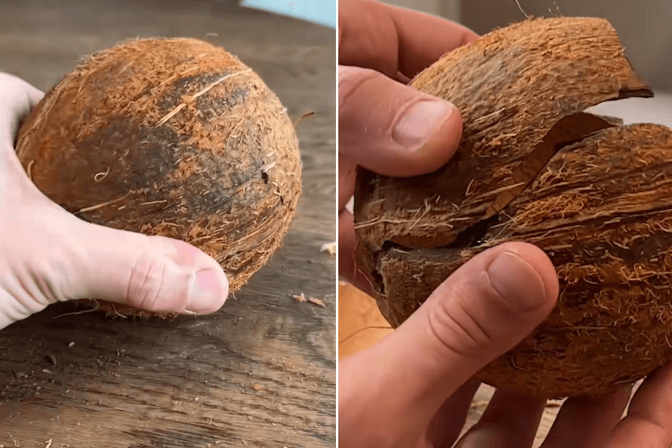 Coconut with its husk removed; coconut being pieced together
