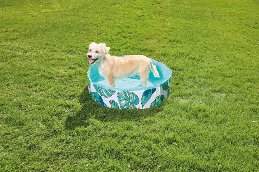 Collapsible Pet Pool, Aldi's Pet Shop range