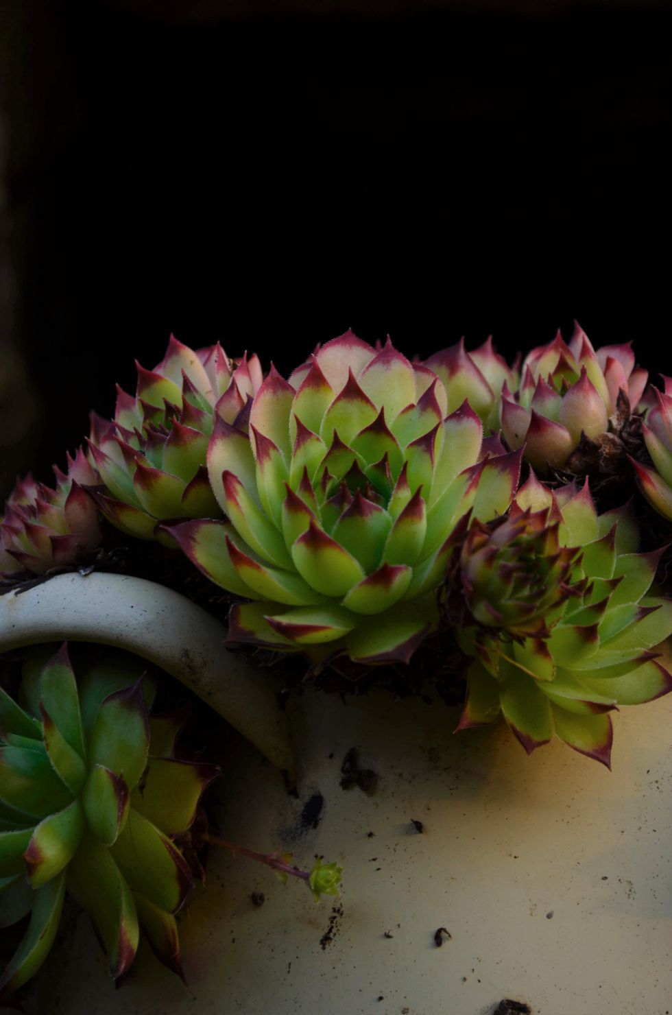 Common Houseleek