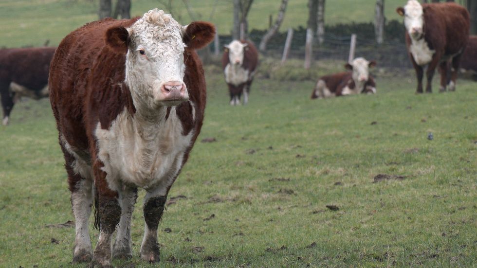 Cow