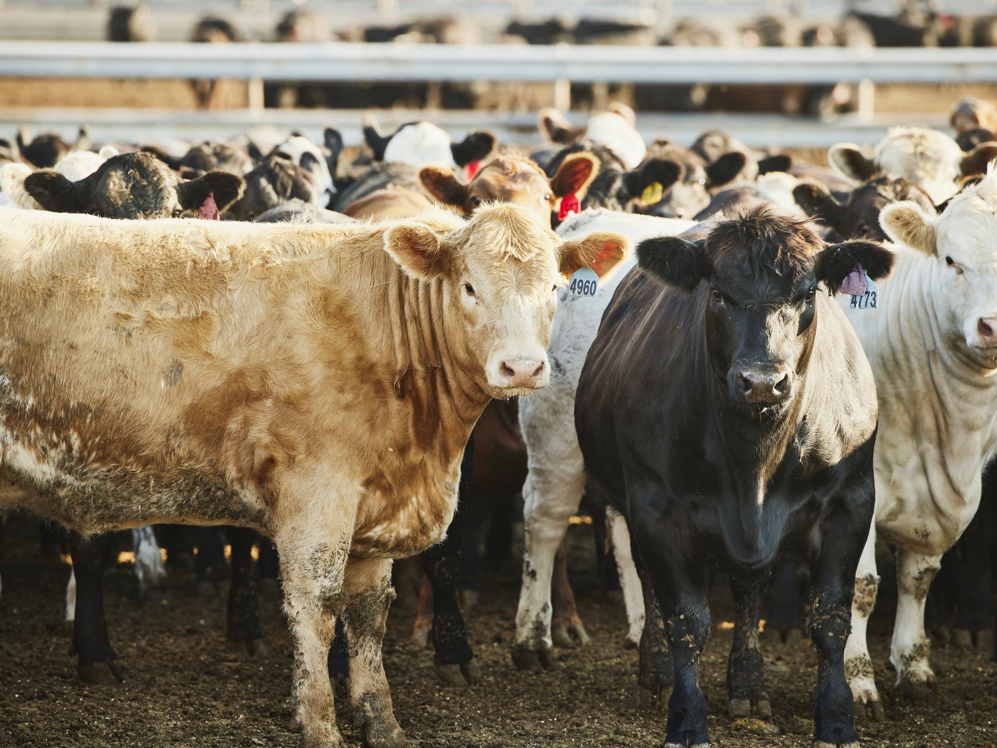 COWS