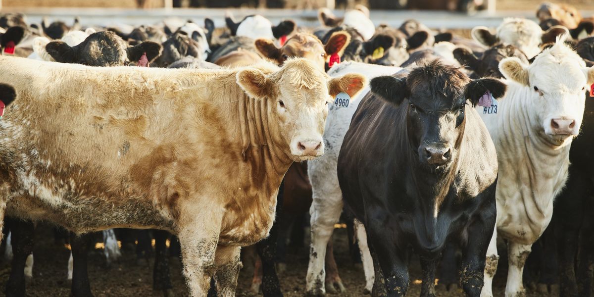 Scotland confirms 'Mad Cow Disease' case as farm placed under restrictions