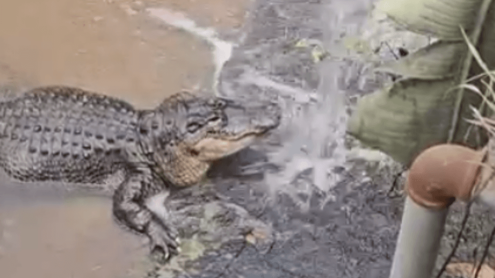 Crocodiles
