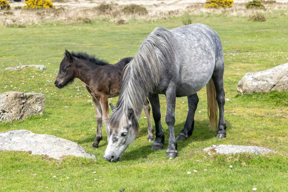 Dartmoor ponies