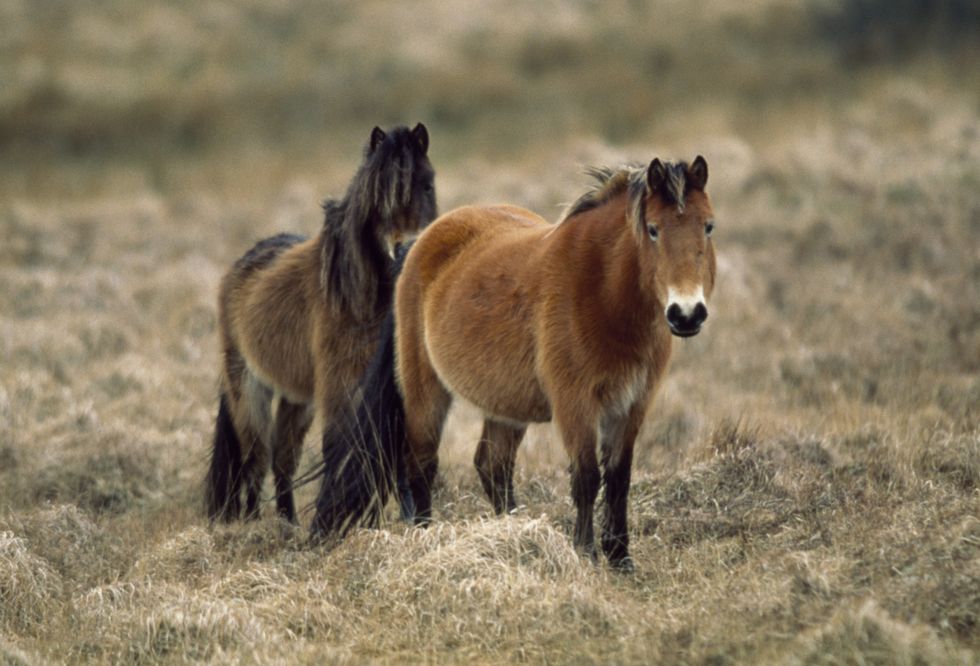 Dartmoor ponies