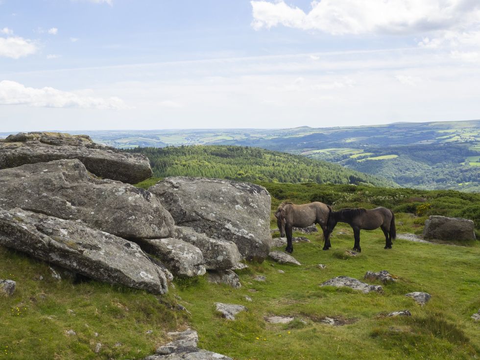 Dartmoor ponies