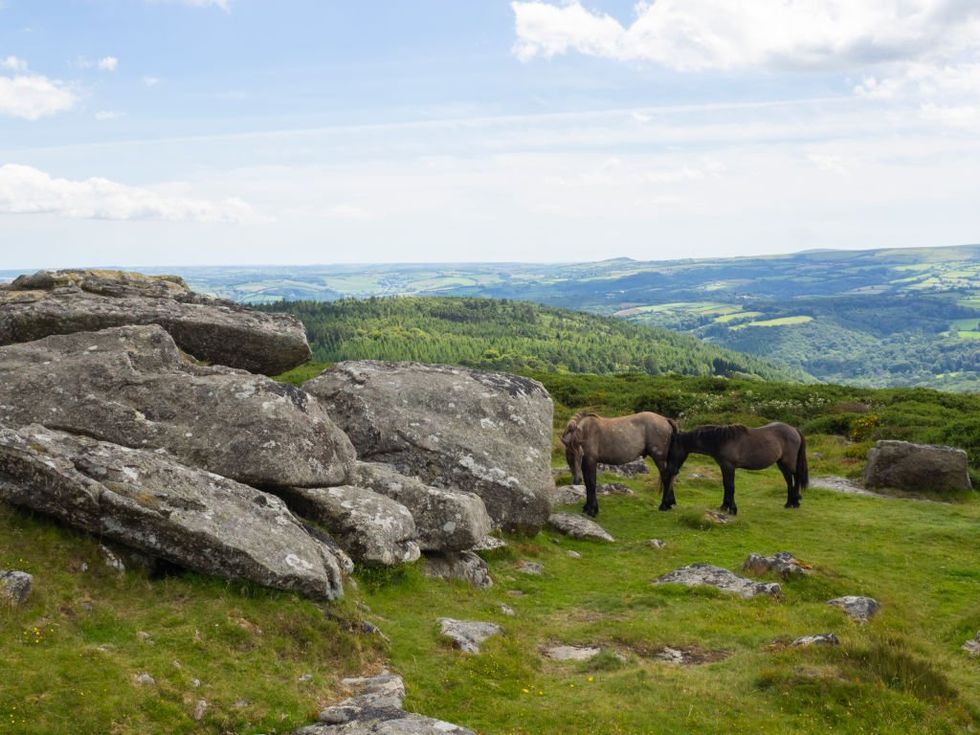 Dartmoor ponies