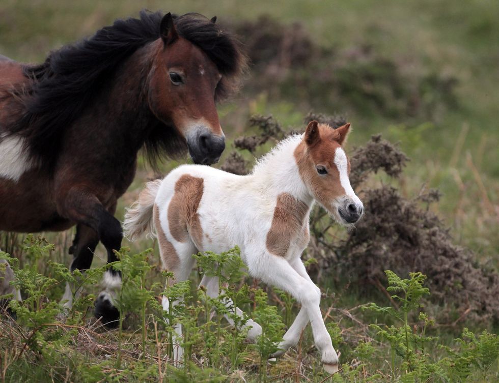 Dartmoor ponies
