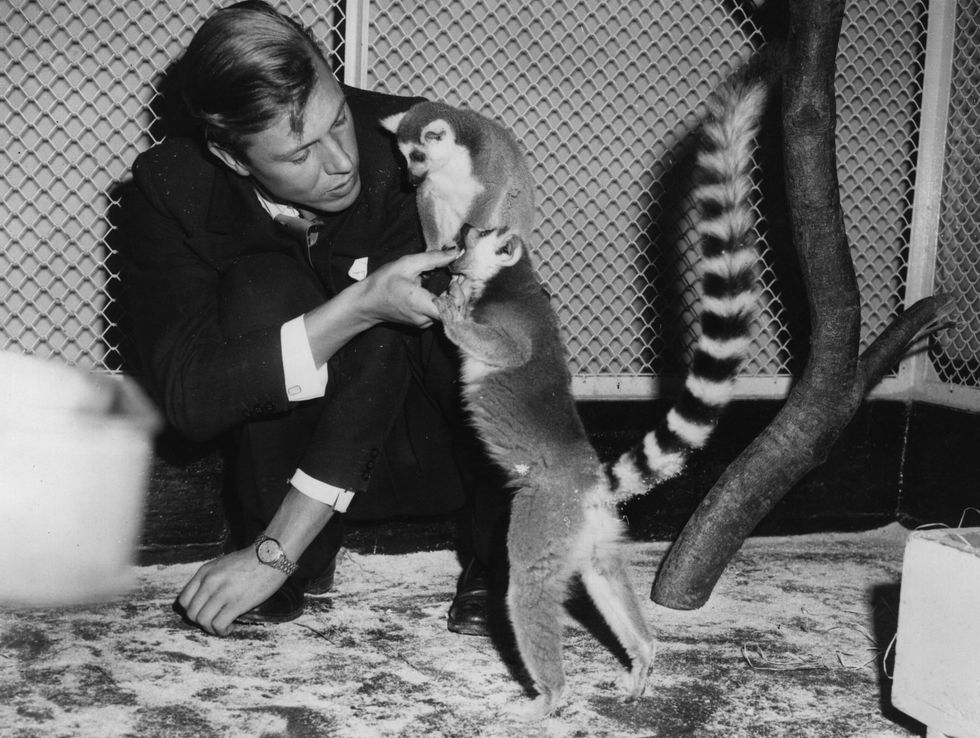 David Attenborough