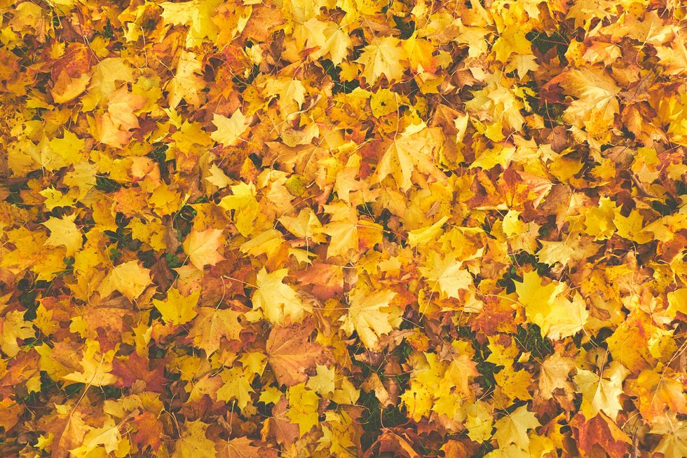 Dead leaves on the grass