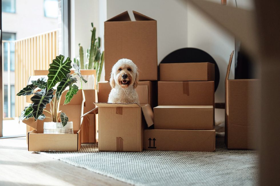 Dog amongst house moving boxes