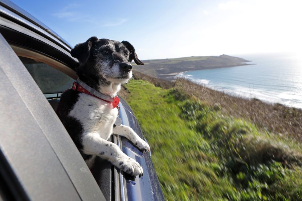 Dog in car