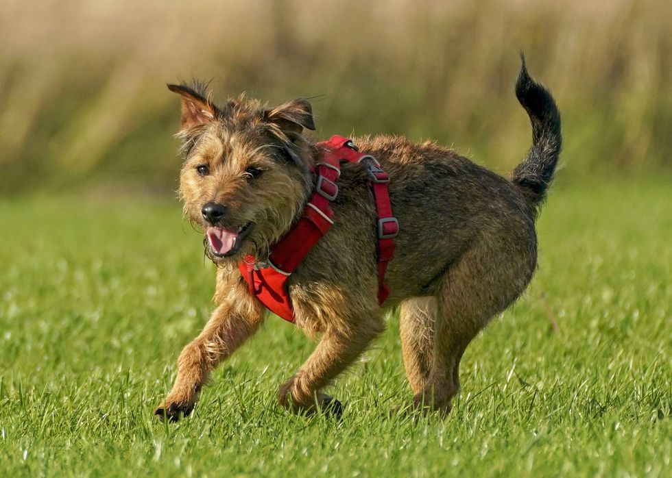 Dog (stock)