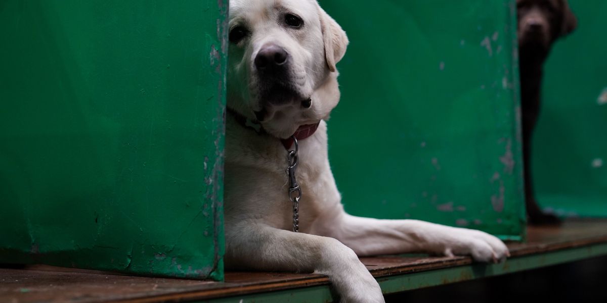 Scientists publish landmark study on how dogs can distinguish between human emotions