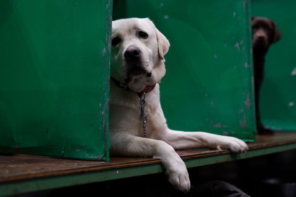 Dog