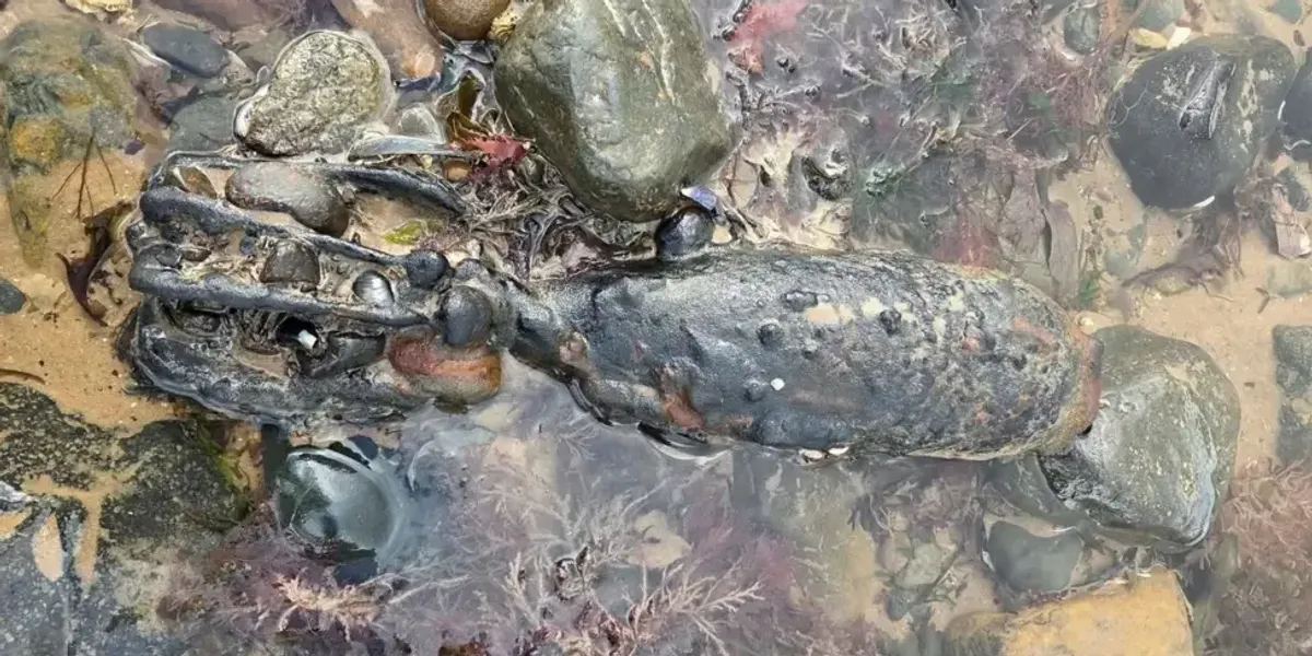 Bomb squad called to 'ordnance littered' beach after three WW2 devices discovered