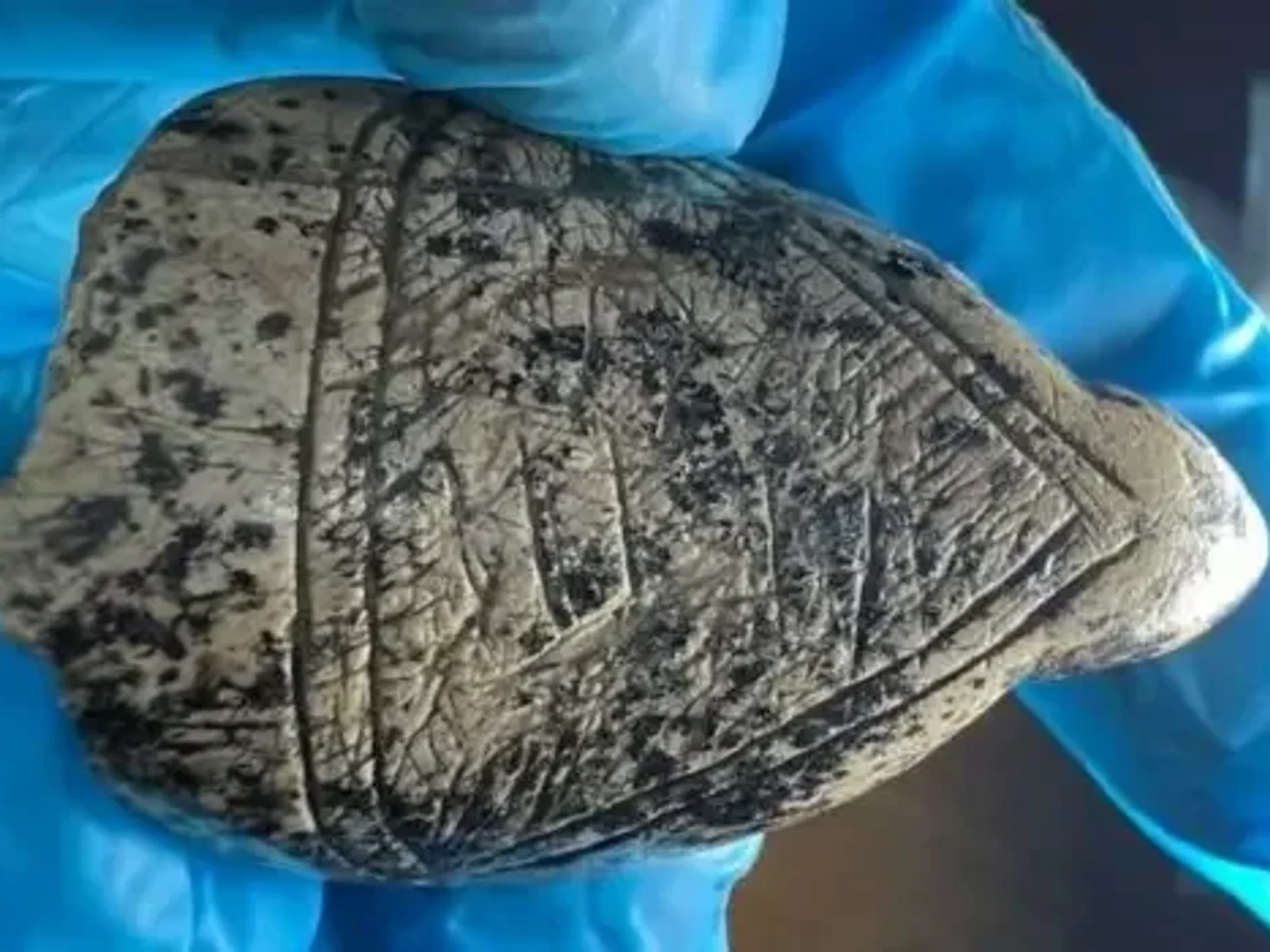 Elaborate engravings on 18,000-year-old 'Venus' figurines