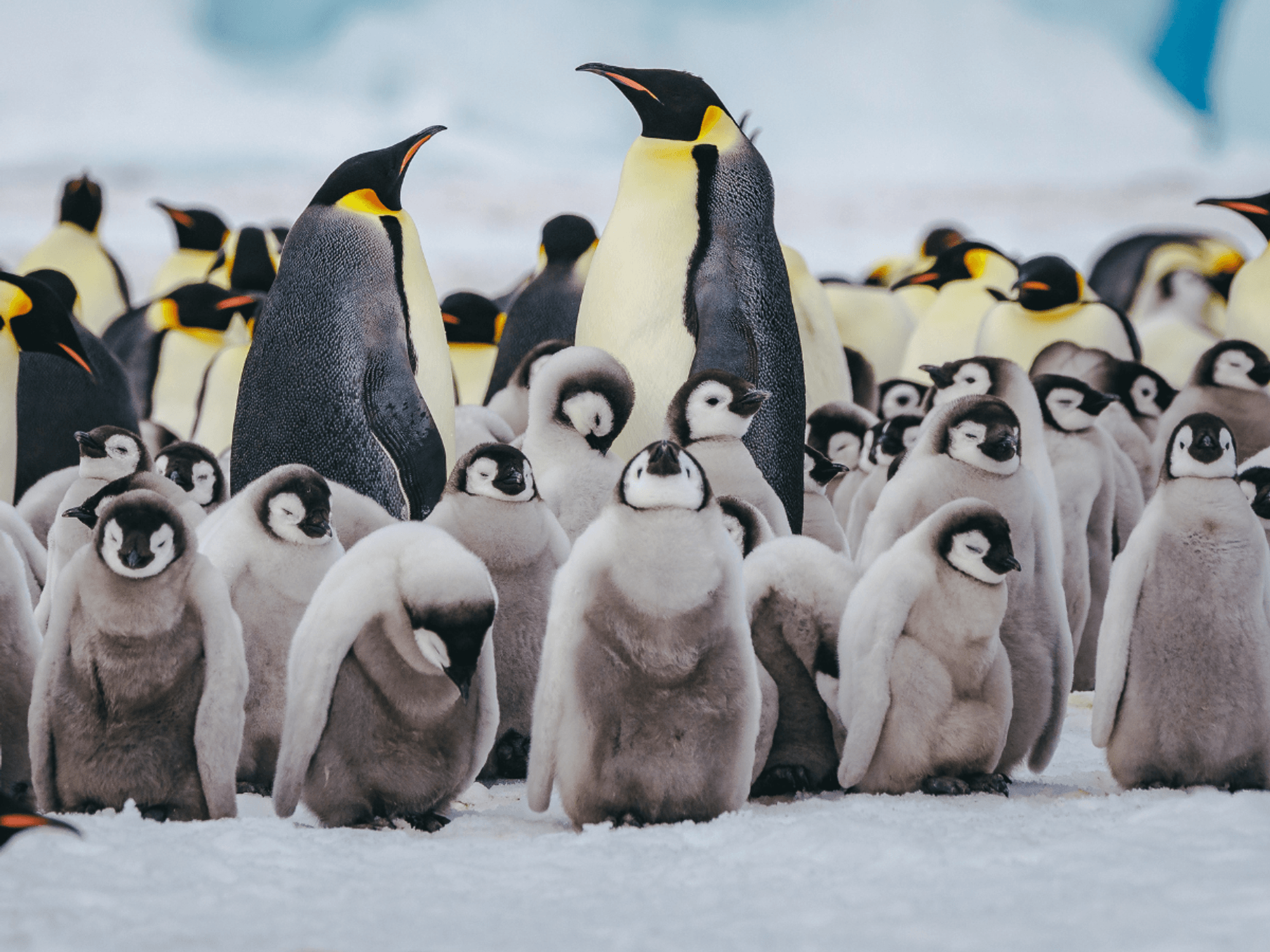 Emperor penguins