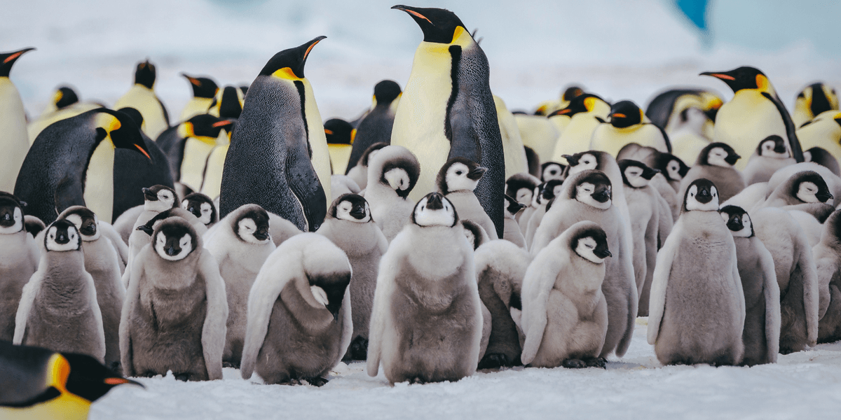 Science breakthrough sees experts track emperor penguins from SPACE for the first time ever
