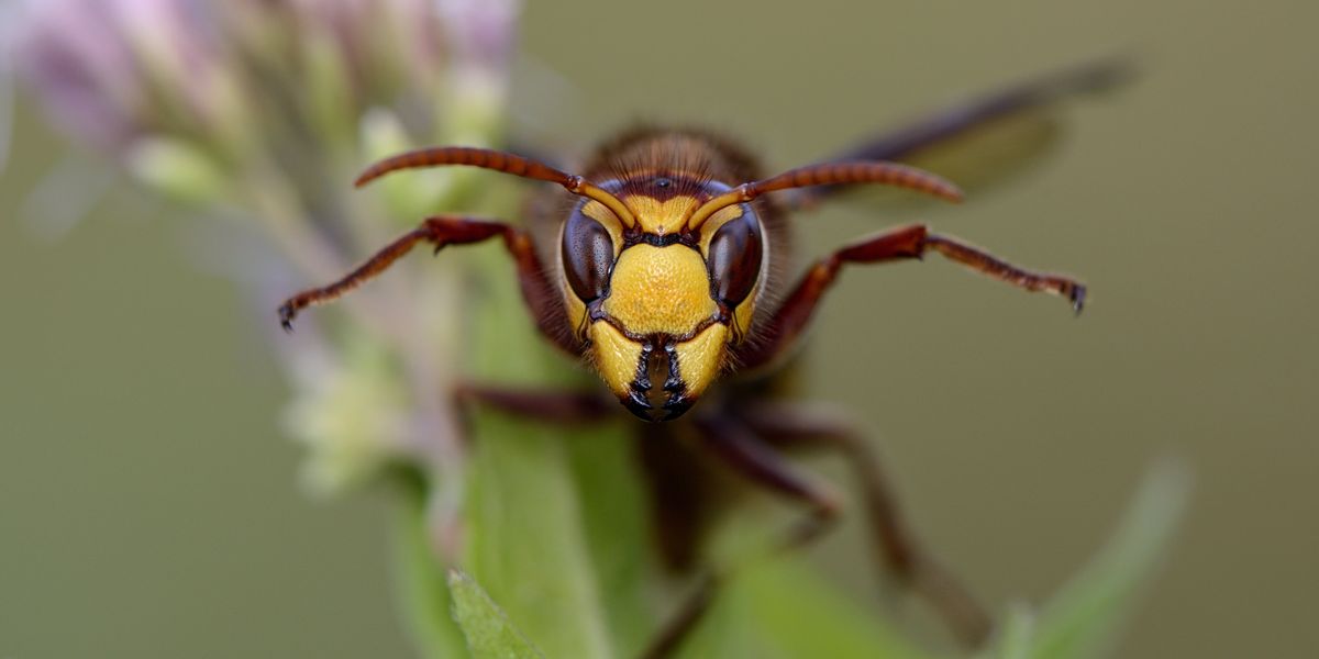 Parkrun cancelled after swarm of hornets sparks chaos with runner rushed to hospital