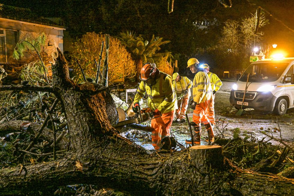 Fallen tree in Cornwall