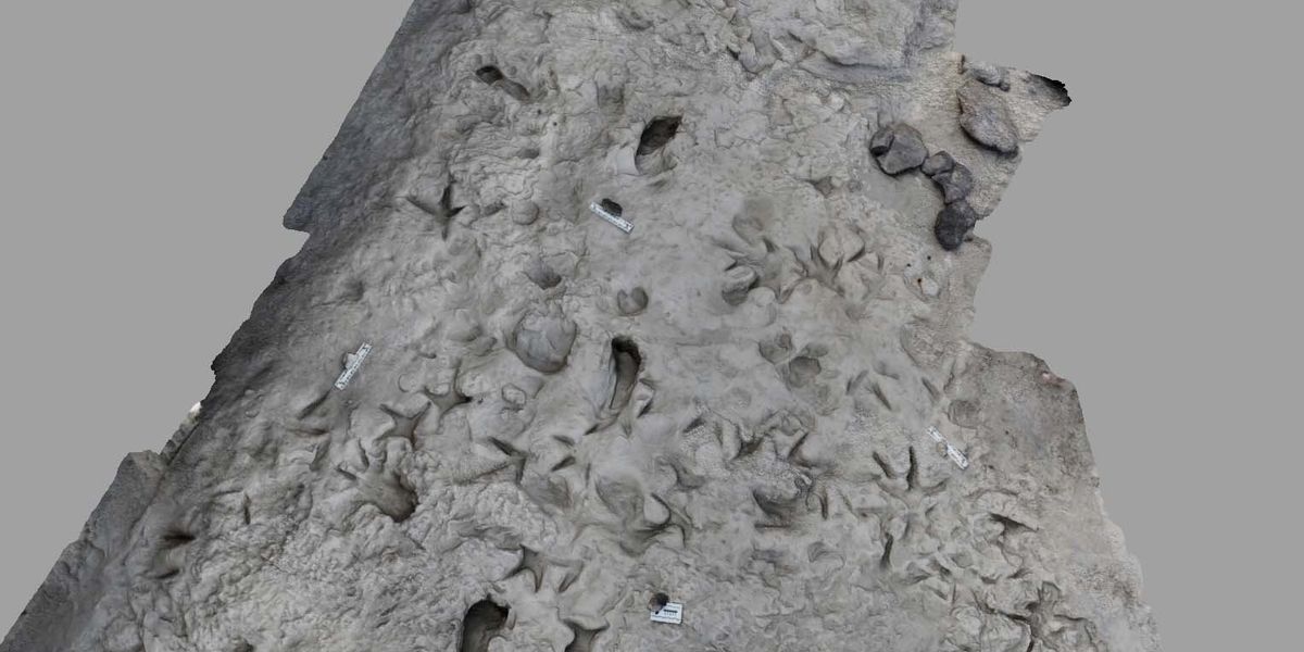 Archaeology breakthrough reveals ancient humans had gender divide after million-year-old footprints unearthed