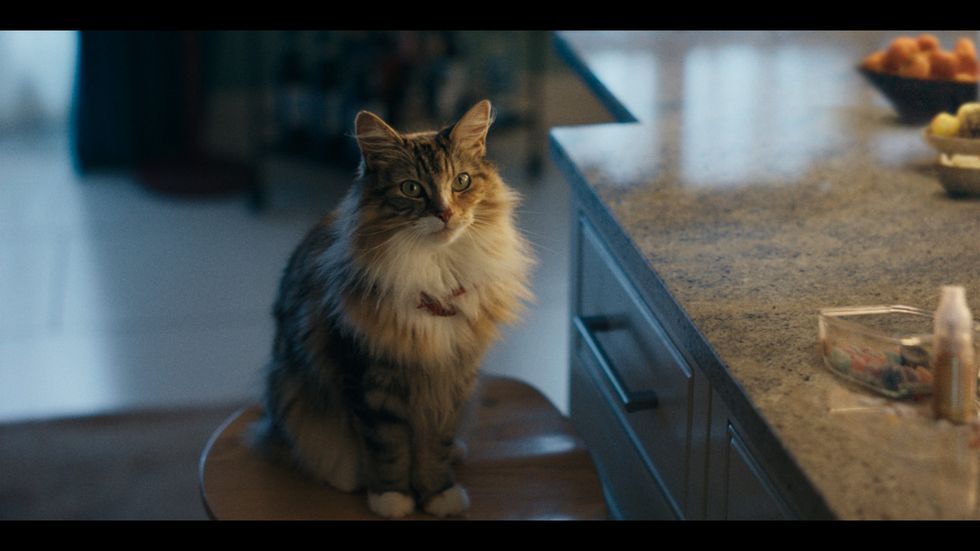 Fig the Cat