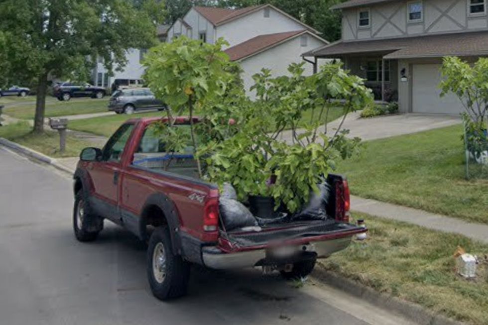 Fig trees on the back of his truck