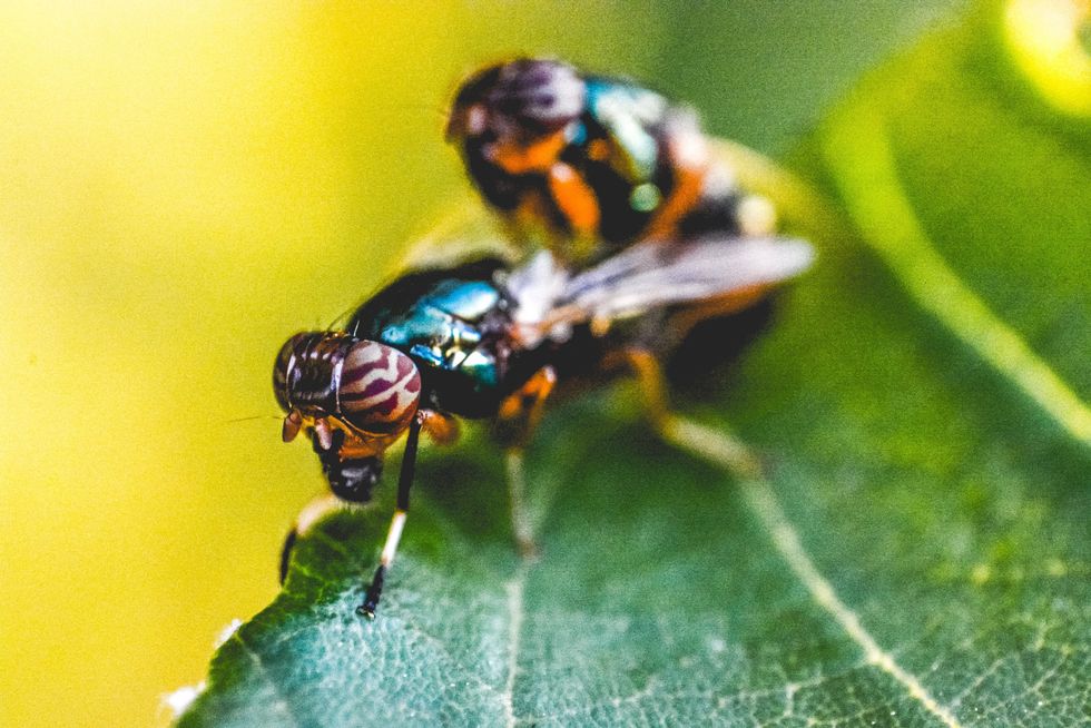 Flies on a leaf