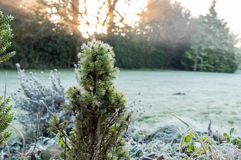 Flower frost