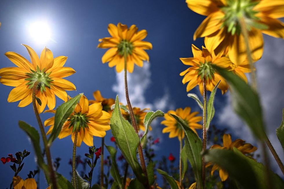 Flowers in a garden