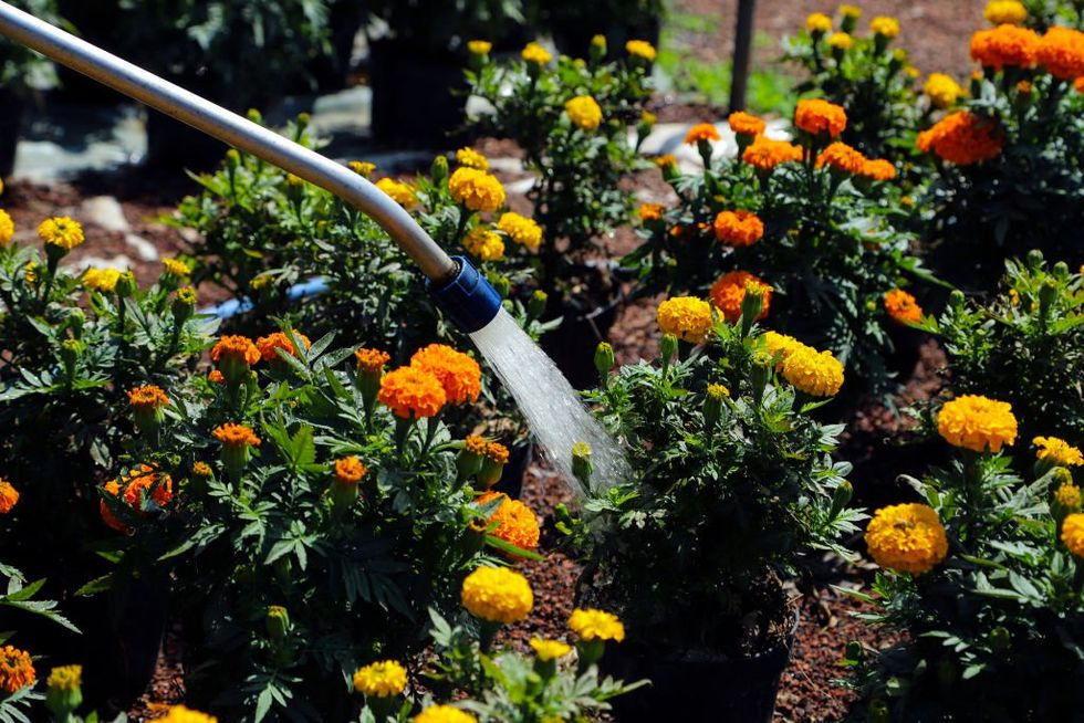 Flowers in a garden