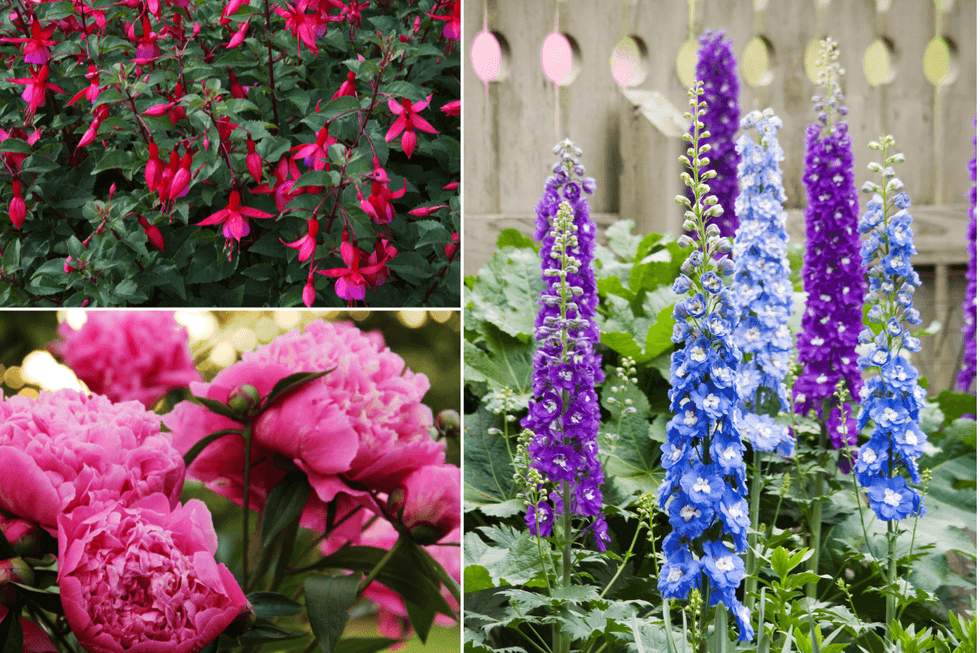 Flowers in garden